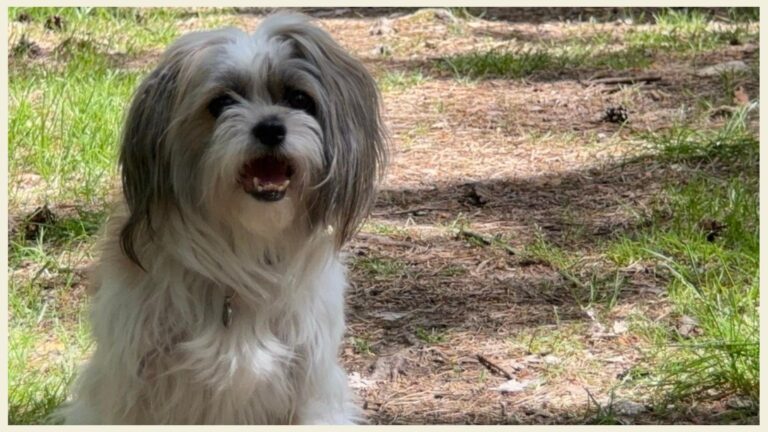 kleiner weiß-grauer Hund mit offenen Mund