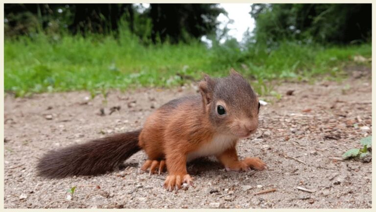 Eichhörnchen Squirrly